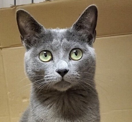 🐾今日の里親様募集中ニャンコ🐱メンバーです🐾2019,10,10